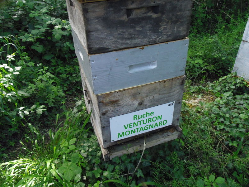 La ruche Venturon montagnard