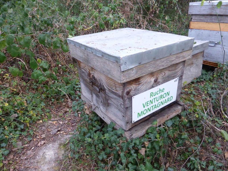 La ruche Venturon montagnard