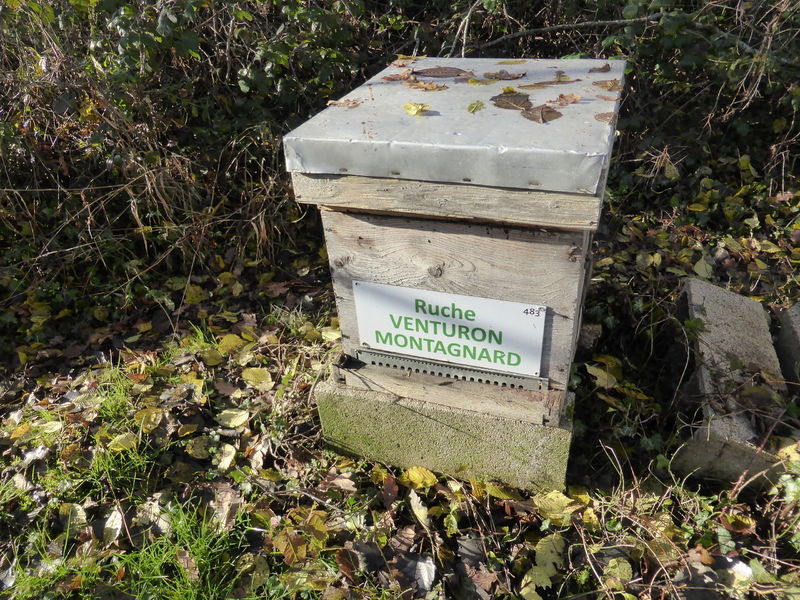 La ruche Venturon montagnard