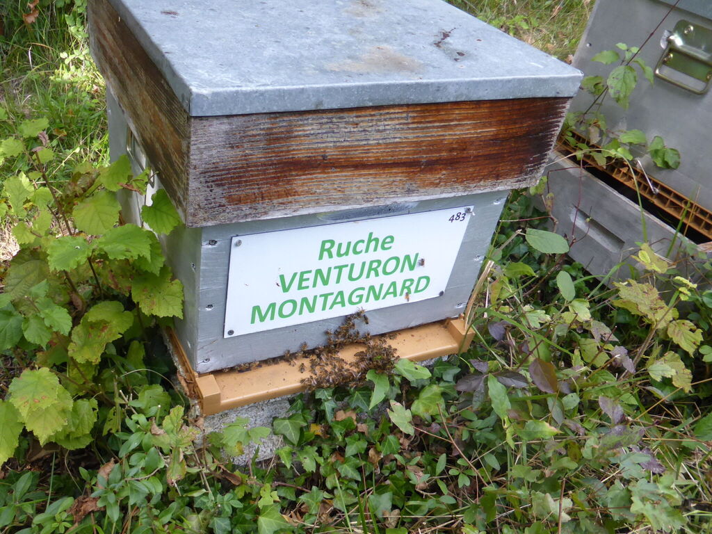 La ruche Venturon montagnard