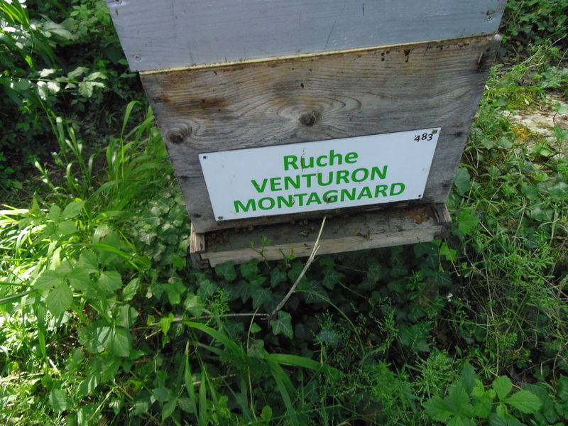La ruche Venturon montagnard