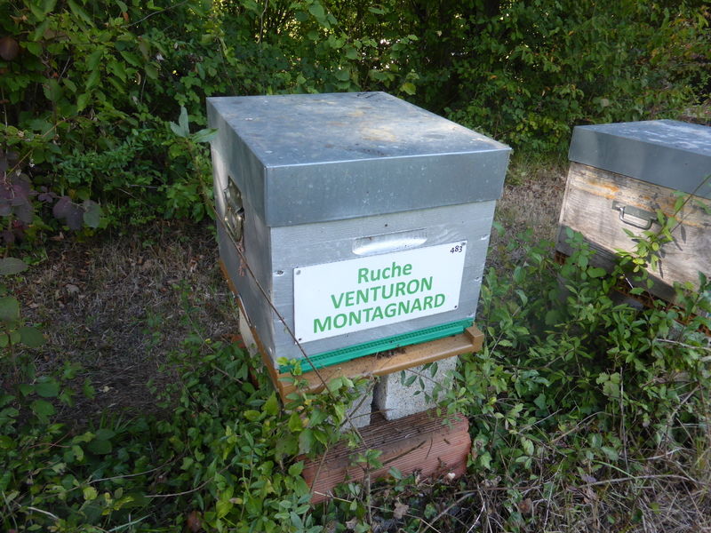 La ruche Venturon montagnard