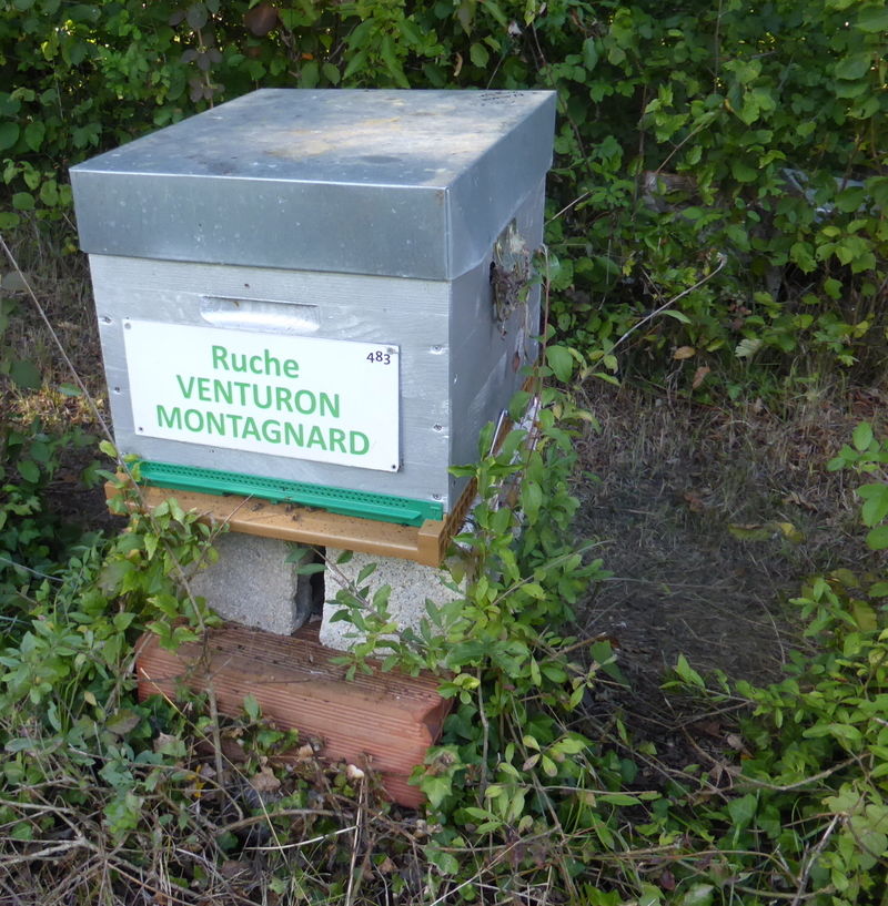 La ruche Venturon montagnard
