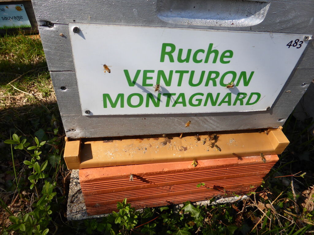La ruche Venturon montagnard