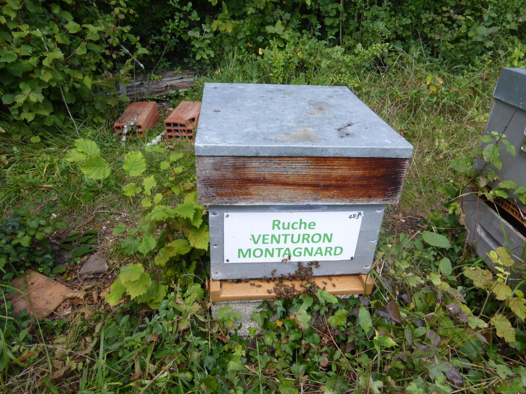 La ruche Venturon montagnard
