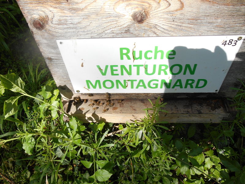 La ruche Venturon montagnard