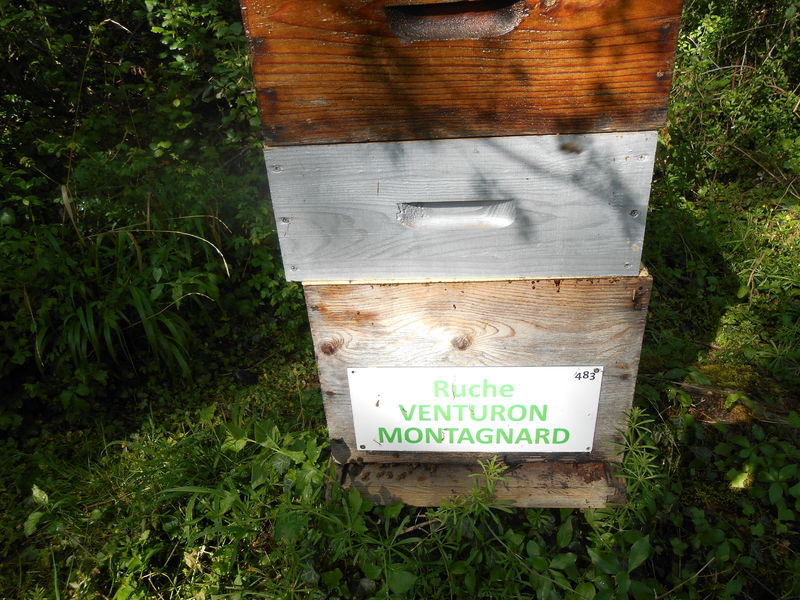 La ruche Venturon montagnard