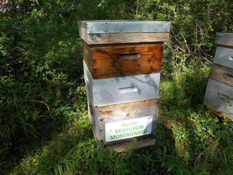 La ruche Venturon montagnard