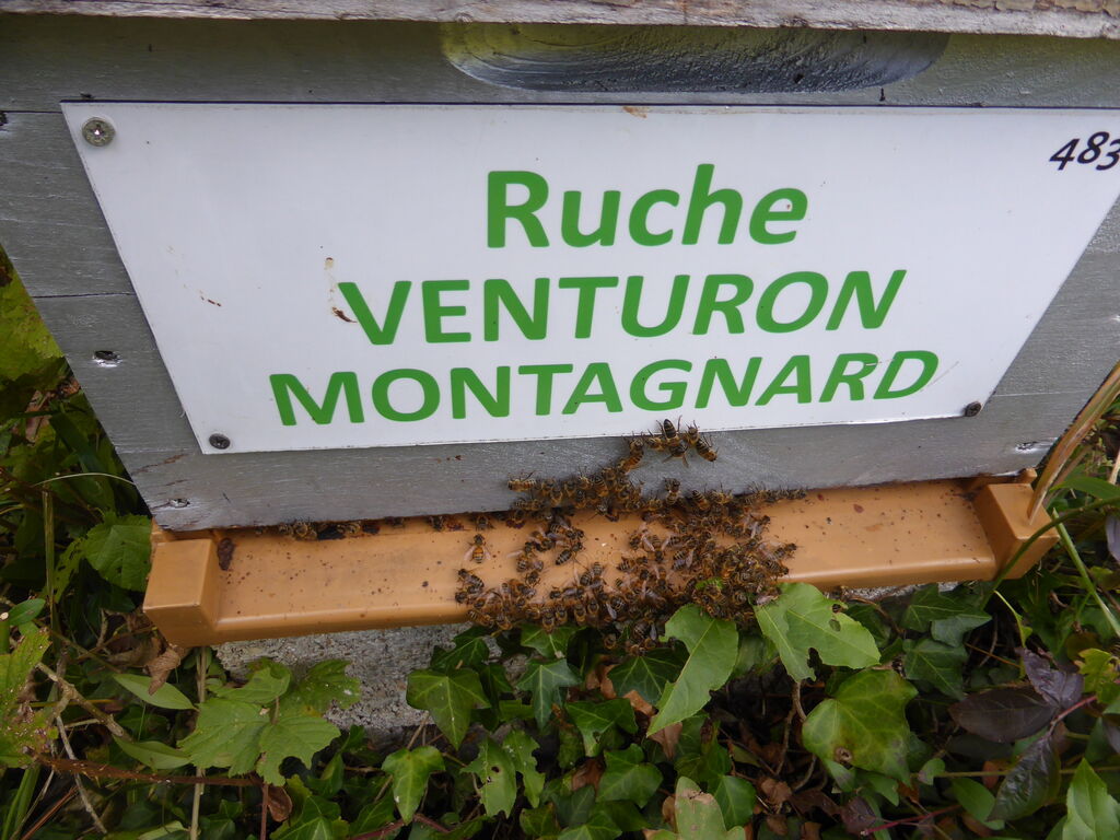 La ruche Venturon montagnard