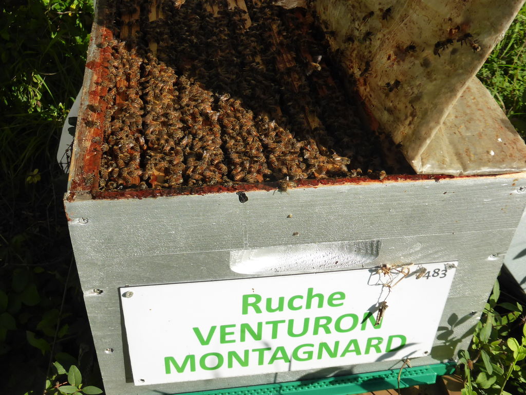 La ruche Venturon montagnard