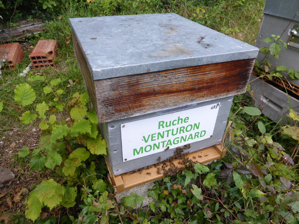 La ruche Venturon montagnard