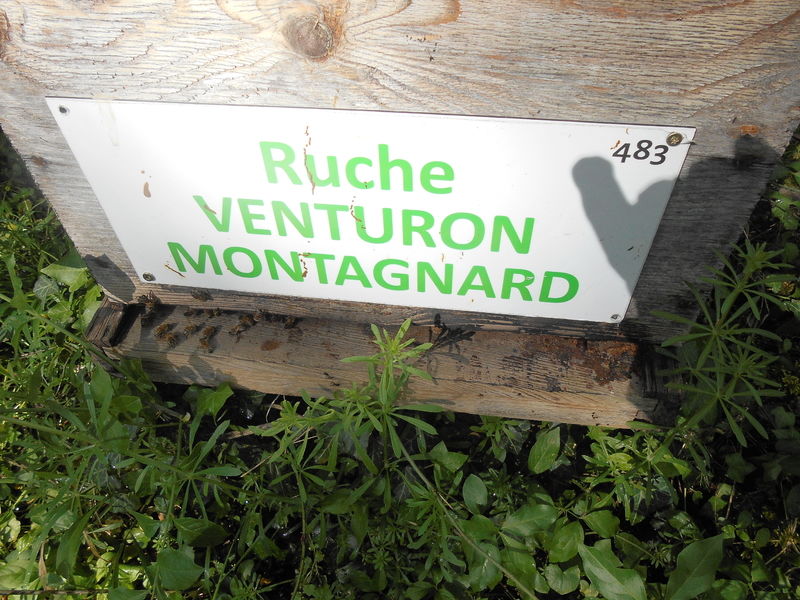La ruche Venturon montagnard