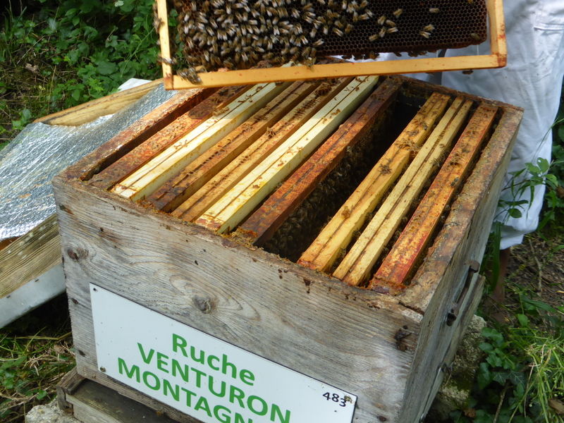 La ruche Venturon montagnard