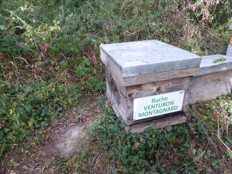 La ruche Venturon montagnard