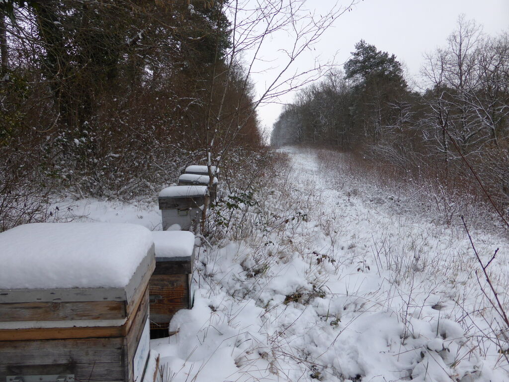 La ruche Venturon montagnard