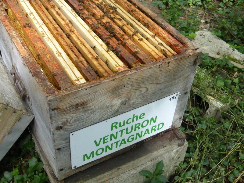 La ruche Venturon montagnard
