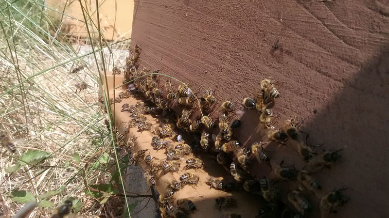 La ruche San Giabico