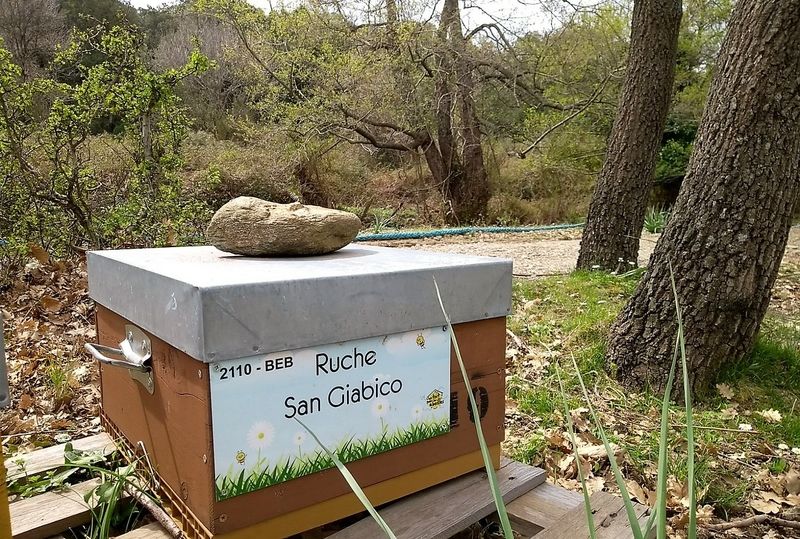 La ruche San Giabico