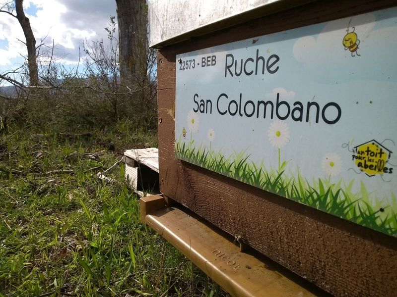 La ruche San Giabico