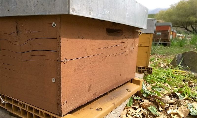 La ruche San Giabico