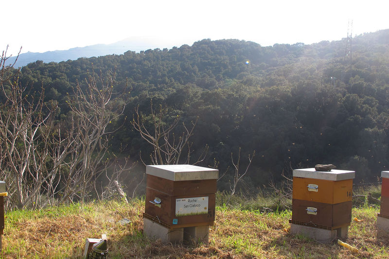 La ruche San Giabico