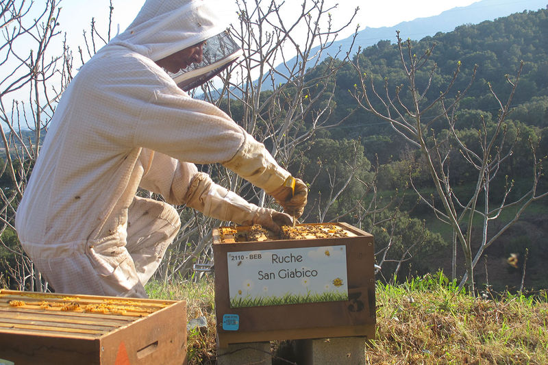 La ruche San Giabico