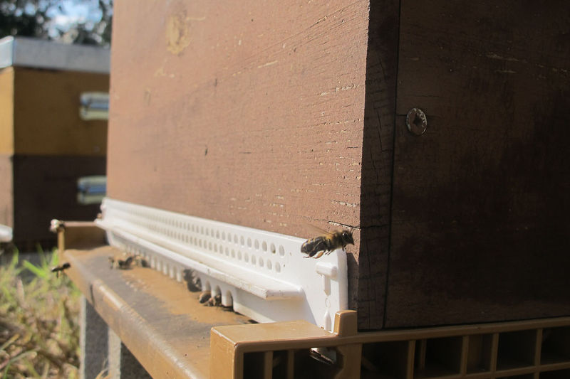 La ruche San Giabico