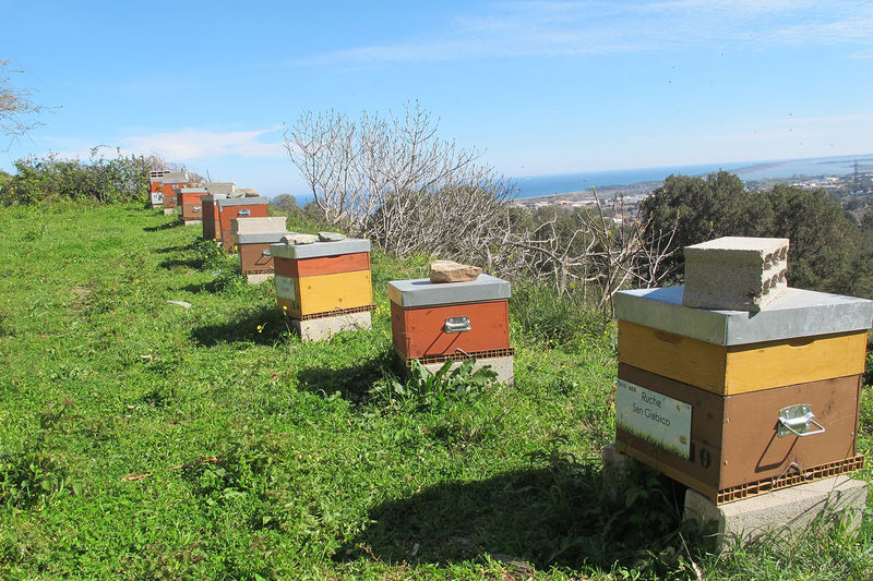 La ruche San Giabico