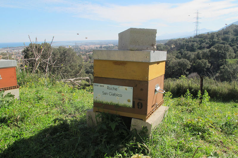 La ruche San Giabico