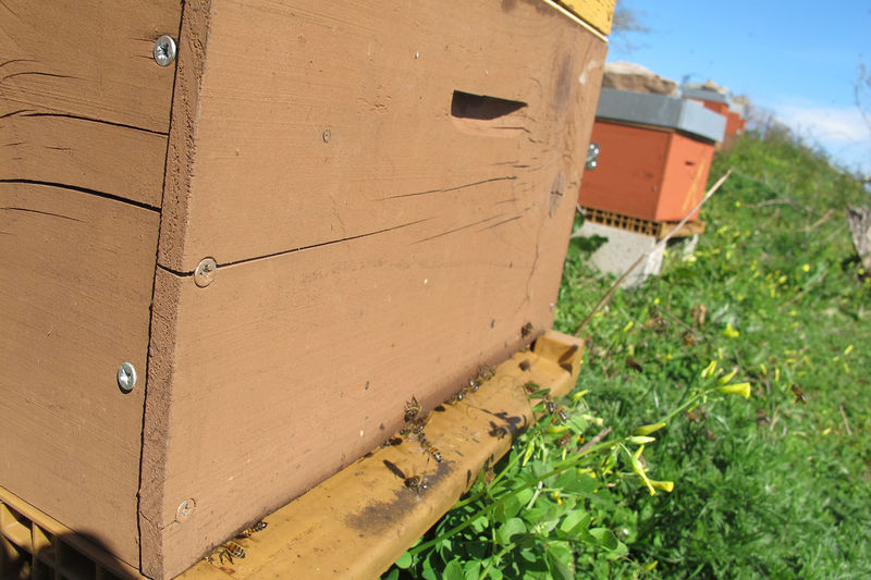 La ruche San Giabico