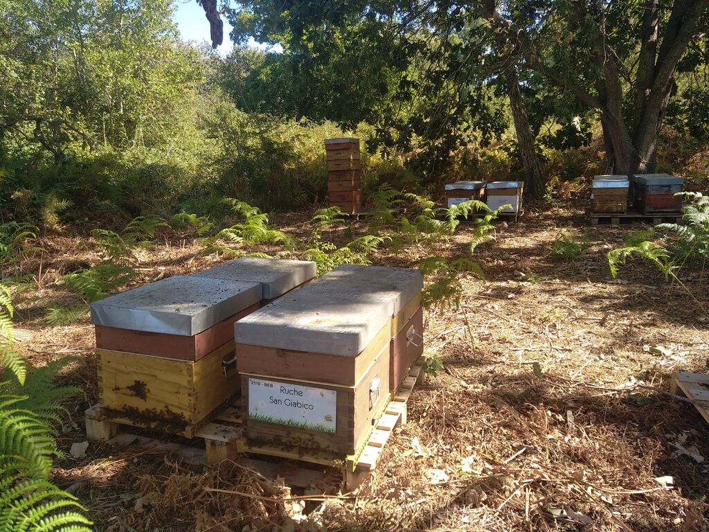 La ruche San Giabico