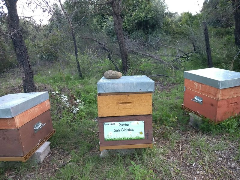 La ruche San Giabico