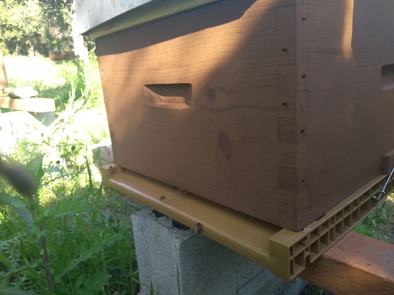 La ruche San Giabico