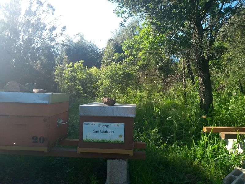 La ruche San Giabico