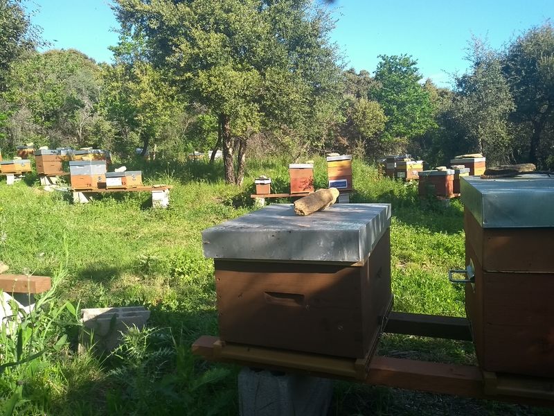 La ruche San Giabico