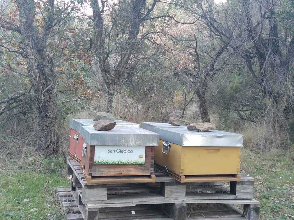 La ruche San Giabico