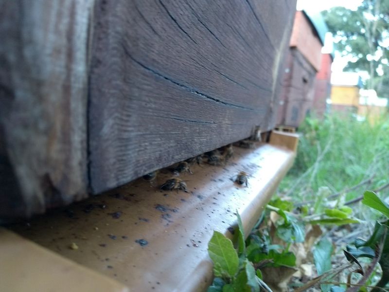 La ruche San Giabico