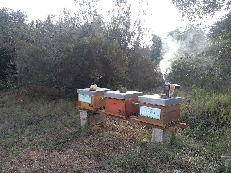 La ruche San Giabico