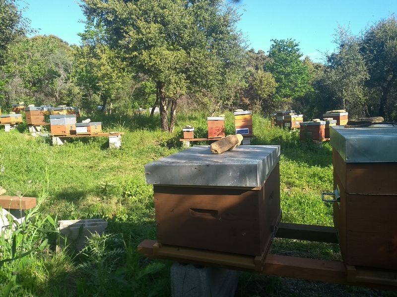 La ruche San Giabico