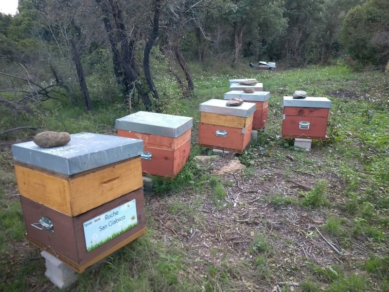 La ruche San Giabico