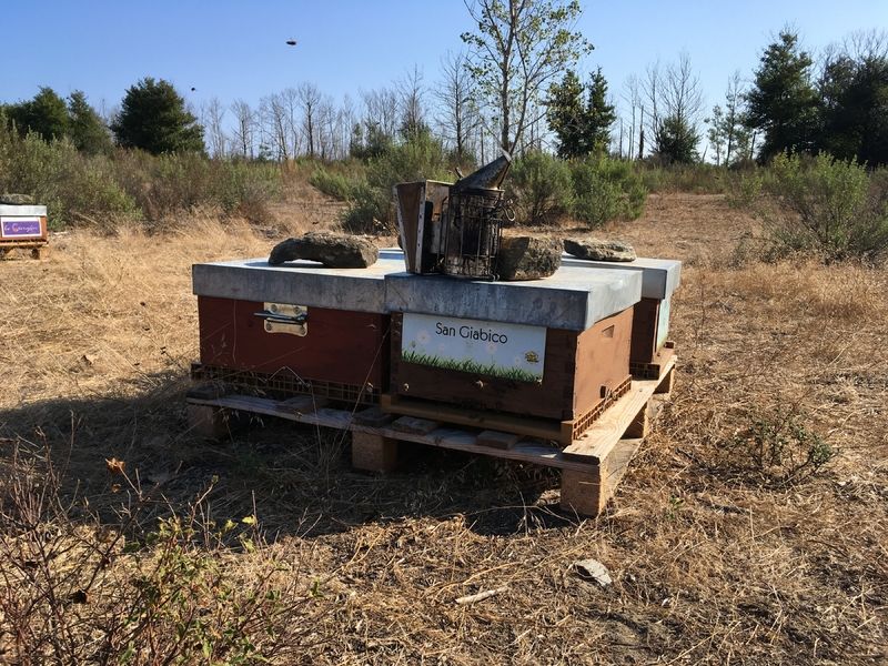 La ruche San Giabico