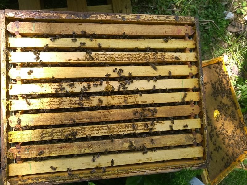 La ruche San Giabico