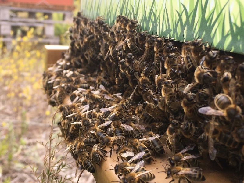 La ruche San Giabico