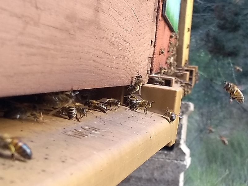 La ruche San Giabico