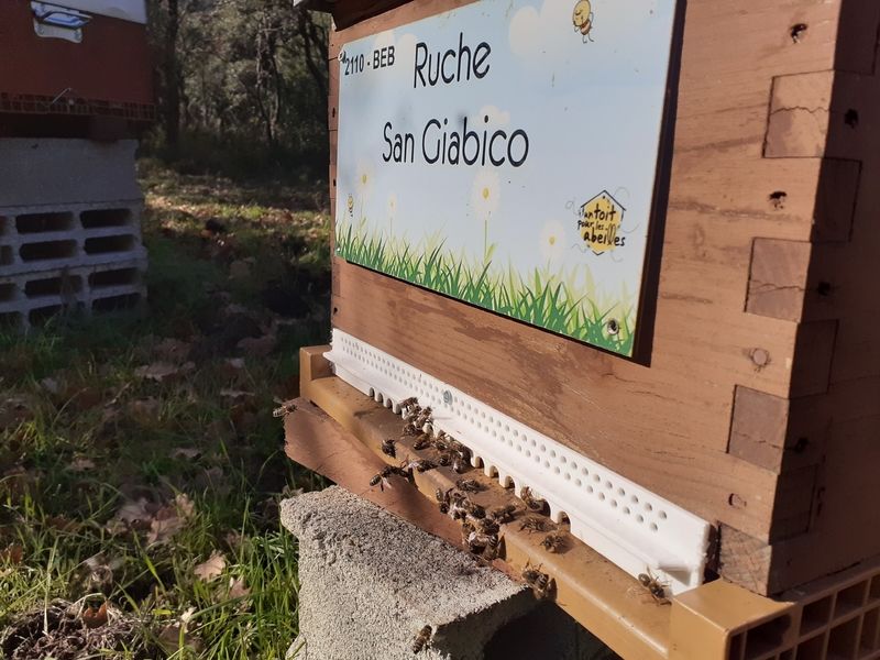 La ruche San Giabico