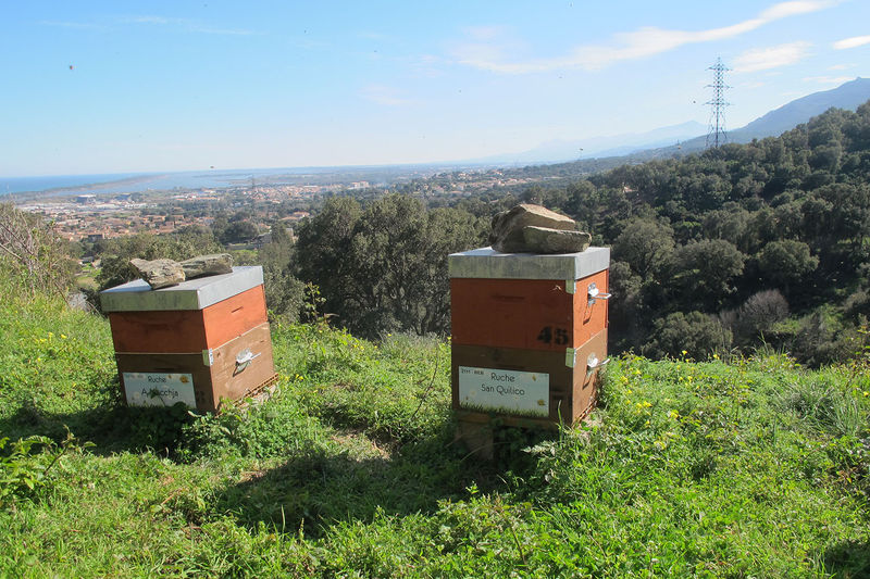 La ruche San Quilico