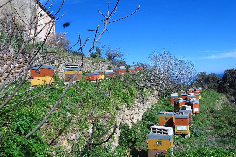 La ruche San Quilico