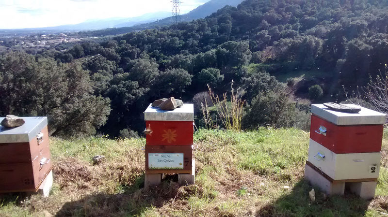 La ruche San Quilico