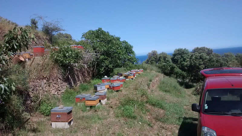 La ruche San Quilico
