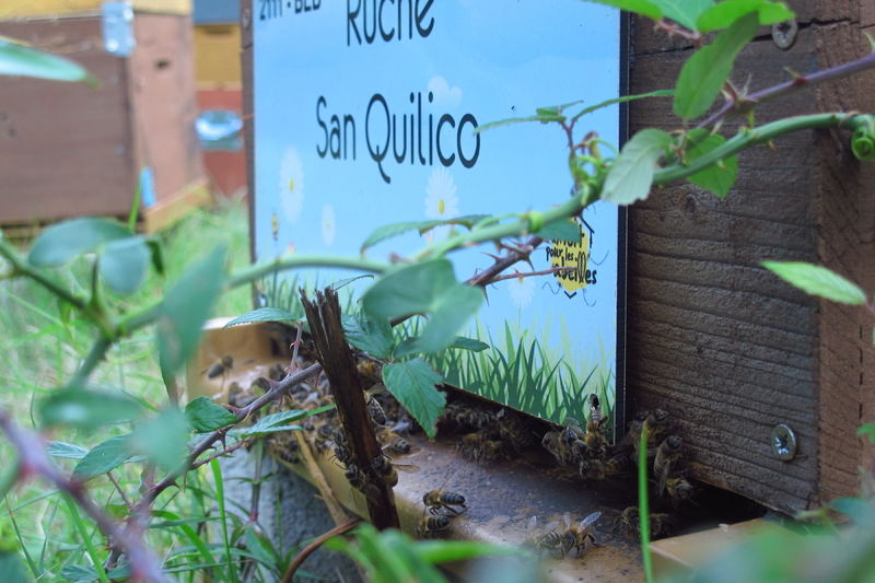 La ruche San Quilico